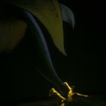 20120211 VrCont_Il Suono Giallo_Foto Ennevi-13